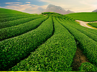 VIỆT TRÌ - MỘC CHÂU</br><i>( 2 ngày 1 đêm )</i>